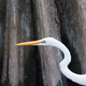 Illustration for article titled Six Mile Cypress Slough - Photos